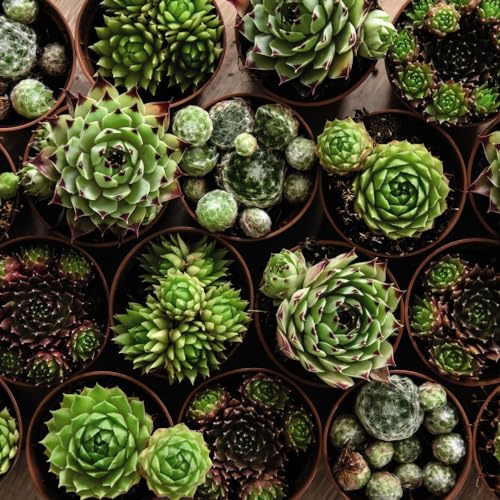 Sempervivum 'Mixed' - Evergreen Succulents, Colourful Rosettes, Drought Tolerant - Ideal for Rockeries, Indoor Gardens - 8cm Height, 30cm Spread - 1x 5.5cm Potted Plants By Thompson & Morgan
