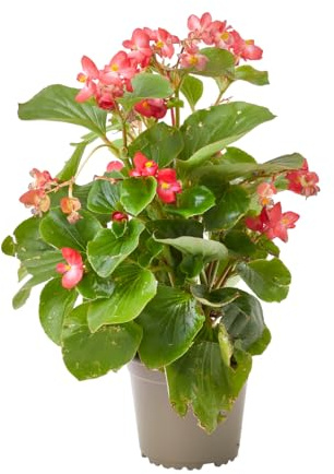 Verdecora Begonia Semperflorens Maceta Ø13 cm | Planta de Flor Continua | Ideal para Jardín, Balcón o Maceta | Surtido de Colores Resistentes al Sol