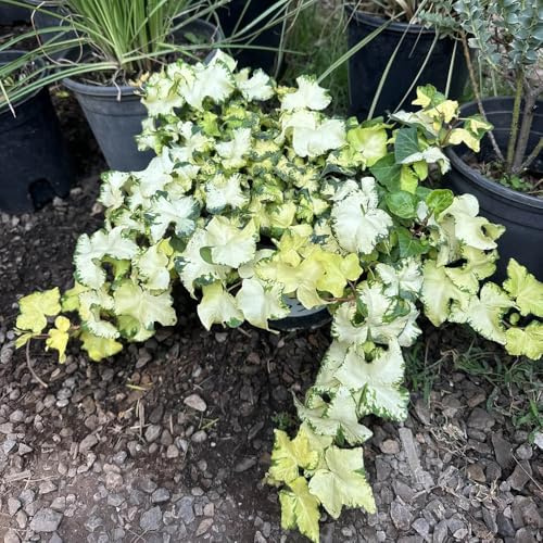 efeusamen - exotische winterhart deko balkon wohnzimmer 400pcs