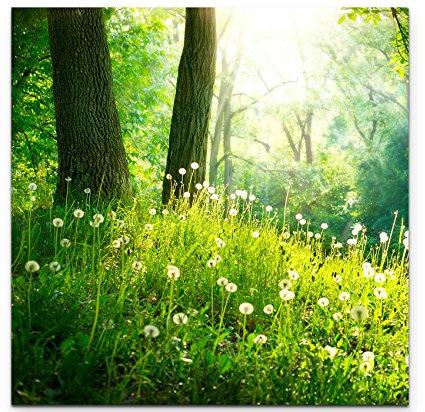 Paul Sinus Art Leinwandbilder | Bilder Leinwand 90x90cm Pusteblumen im Wald