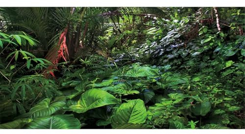 MIRRORANG 61x41cm Fond de Terrarium de forêt Tropicale Fond d'aquarium de forêt Profonde Plantes Tropicales Fond d'habitat de Reptiles Fond de Vinyle Durable