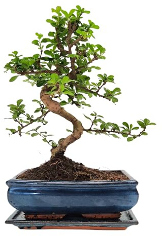 Bonsai Baum mit Keramik Blumentopf - 25 cm Schale ca. 12-14 Jahre, Fukien Teebaum Bonsai P25