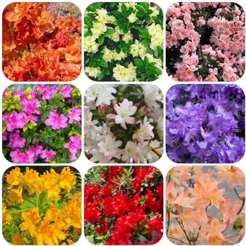 semillas resistentes de azalea, rododendro verdes, decoración jardín al aire libre, resistentes al aire libre 200pcs