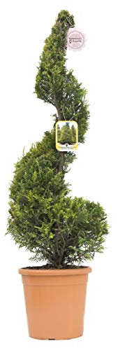 Vannucci Piante - x Cupressocyparis leylandii 'Castlewellan Gold', Spirale, Cipresso leilandi giallo, Conifera, Pianta vera in vaso, Pianta da terrazzo (cod. 13)