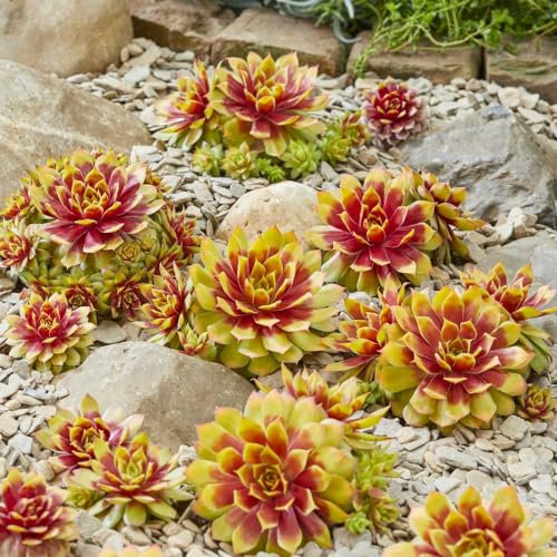 Sempervivum 'Chick Charms Gold Nugget' - Colourful Succulent, Drought Tolerant, Evergreen - 3in Height, 12in Spread - 1x 9cm Potted Plants by Thompson & Morgan