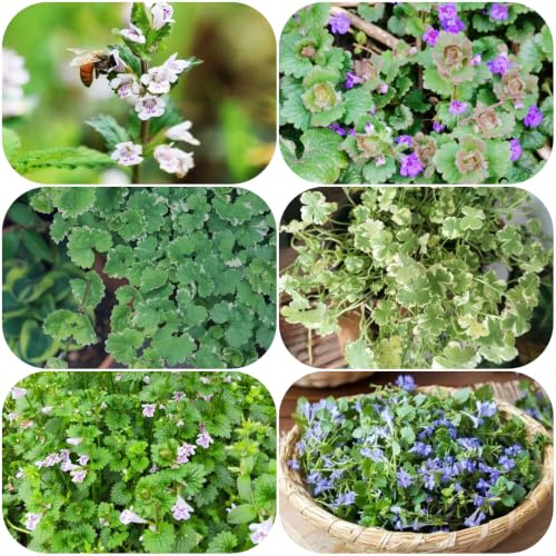 semillas de hiedra terrestre - exótico jardín de sombra jardín semillas cultivo balcón silvestres 600pcs