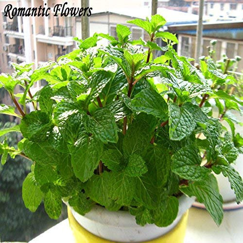 Les États-Unis Heavy Canopy Graine de tournesol Graines de tournesol comestible huile fleurs sont disponibles 500 grains