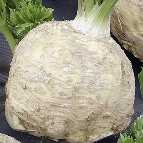 WegAna Celeriac frön 10g, Grönsaksfrön Växthusfrön Tidig trädgård