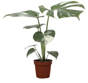 Monstera Deliciosa Variegata DECOALIVE Planta Tropical con Variegación Estable y Crecimiento Elegante