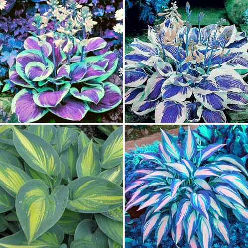 Hardy Hosta Rhizomes - Hardy Hosta for Garden & Home Decoration - 10 Hosta Knolle-F