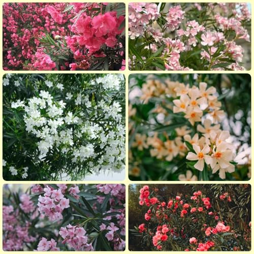 Semillas de adelfa, Las de jardín de rocas son resistentes adelfa nerium Las perennes son perennes resistentes regalos sostenibles 20pcs