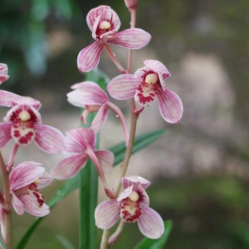 orchideen - Cymbidium - gartendeko für draußen balkonpflanzen orchidee winterharte kübelpflanzen wohnzimmer deko topfpflanzen blumenwiese steingartenpflanzen wiesensaatgut garten 130samen
