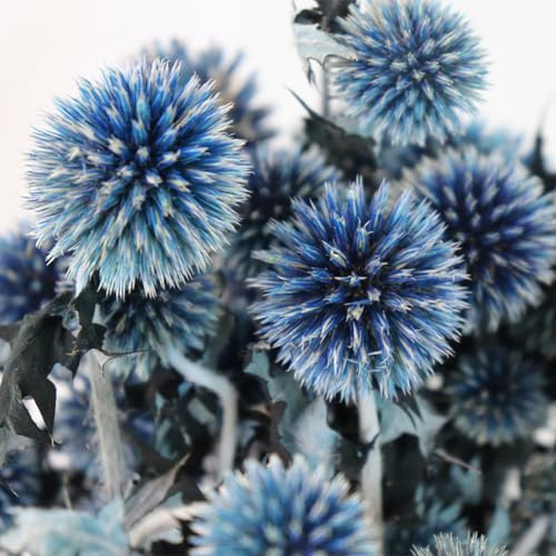 Getrocknete Echinops, königsblaue natürliche Disteln konservierte Blumen, 20 Kugeln blauer Planet Echinops Kugelblume für Hochzeit, Boho-Party, Heimdekoration, DIY-Blumenarrangements