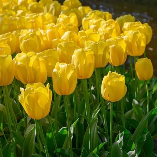100 semillas de tulipán amarillo