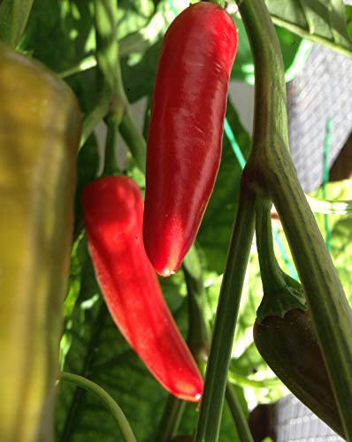 SEMILLAS CHILE MORITA (CHIPOTLE)