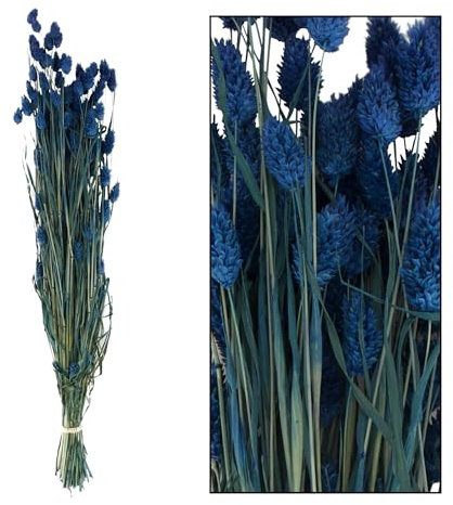 Getrocknete Phalaris Blumen Blumenstrauß aus getrocknetem Gras Boho Dekorationen 76 cm (Blau)