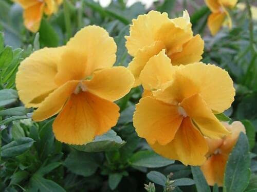 25 grani Violette cornue orange parfumée (Viola Cornuta Chantreyland) H 355 GRANI