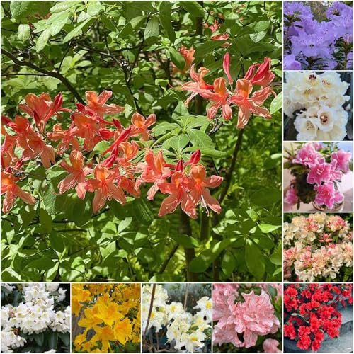 semi di rododendro resistenti giardino giardino in scalatrici resistenti semi balcone perenni 550pcs
