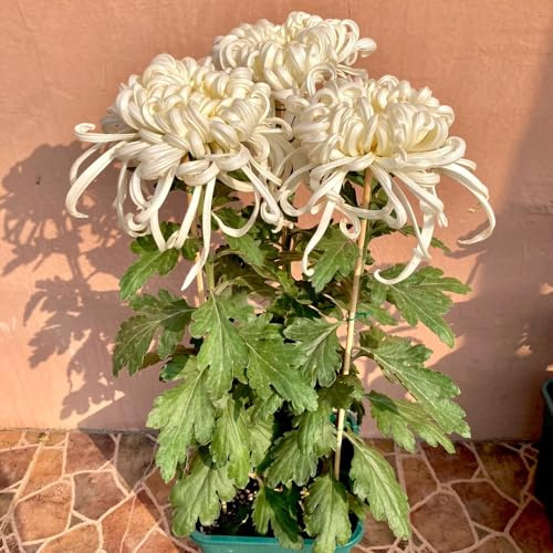 Semillas de crisantemo - de otoño balcón raras en semillas interior decoración cama elevada jardín invernaderos balcón orgánico 30pcs