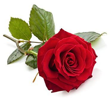 Rose - Thai-Aromaöl - 100ml - Massageöl mit dem Duft aus Thailand - Rose Öl