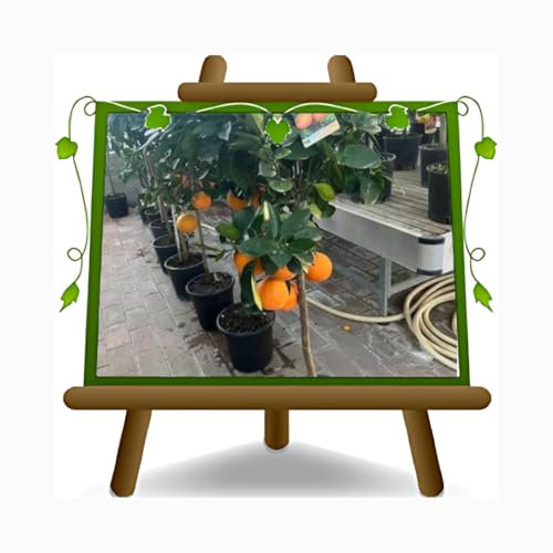 EURO PLANTS VIVAI Agrumi Arancio Dolce - Citrus Sinensis - pianta da frutto su vaso 26 cm Altezza 150~160 cm