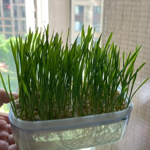katzengras - bodendecker winterhart exotische bio garten balkon 90samen