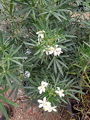 Choisya x dewitteana 'White Dazzler' / Oranger du Mexique nain/Conteneur de 3 à 4 litres