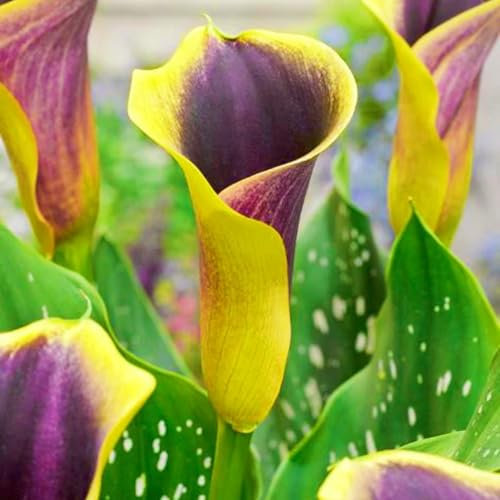 Calla Lily Bulbs Bulk Calla Lily Bulbs for Planting Now UK,Plant Bulbs,Wedding Flowers,Hardy Perennial,Garden Flowers-8bulbs-e