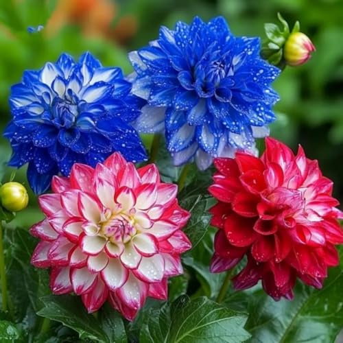 Dahlien-Rhizome/Kälte- und dürreresistent/Natürliches Wachstum/Schnellwachsend-2 Rhizome-B