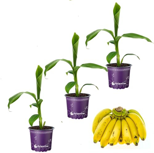 Musa-basjoo Bananenpflanze Winterharte-Banane 12cm Topf 3er-Set