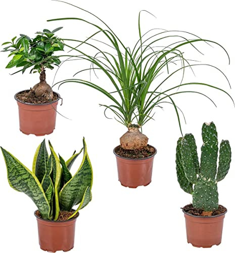 Set 4 Plantas Tropicales Que Filtran el Aire: Ficus Microcarpa (Ginseng), Sansevieria (Planta Serpiente), Beaucarnea Recurvata (Pata de Elefante) y Opuntia Microdasys (Cactus Pala)