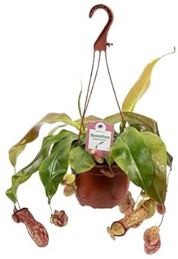 Nepenthes Planta Come Mosquitos Planta Carnívora Viva y Grande