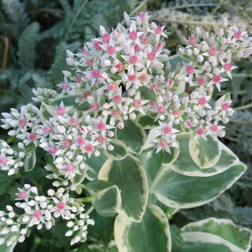 fetthenne sedum, winterhart outdoor blumenwiese bio grünpflanzen geschenke für gartenliebhaber gartendeko 350samen