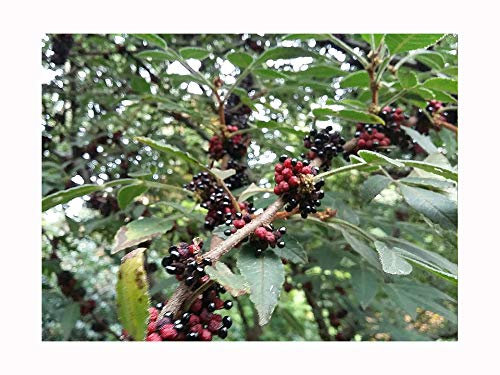 Indonesian Lemon Pepper or Andaliman, ZANTHOXYLUM ACANTHOPODIUM, Aromatic Shrub or Small Tree, herb and Spice, Crocodile-Skin Trunk, Hardy, 10-20cm Tall Starter Plant
