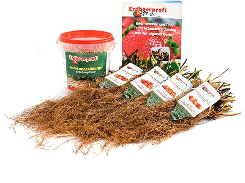 Erdbeerpflanzen Anbau-Set: 40gemischte Erdbeerpflanzen inkl. Dünger - Sorten: Daroyal, Korona, Amandine, Favori - Frigo-Erdbeeren von Erdbeerprofi.de
