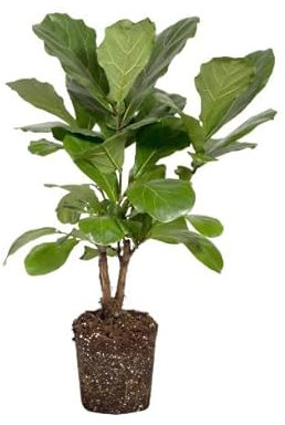 Ficus Lyrata | DECOALIVE | Árbol Lira | Higuera Violín | Planta Natural | Árbol de Interior