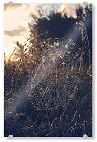 artboxONE Acrylglasbild 90x60 cm Natur Im Netz Bild hinter Acrylglas - Bild Spinnennetz Feld Morgen