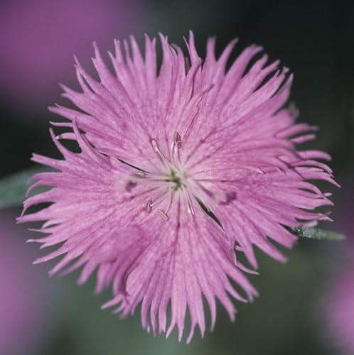 Federnelke Altrosa - Dianthus plumarius - lebende Pflanze aus der Baumschule