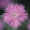 Federnelke Altrosa - Dianthus plumarius