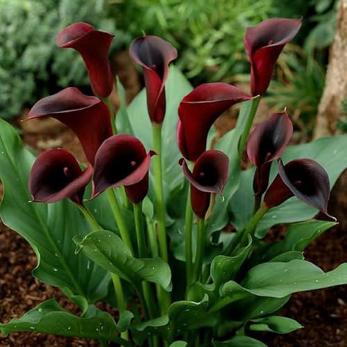 Calla Lily Bulbs,Garden Flowers,Calla Lily Bulbs for Planting Now UK,Plant Bulbs,Hardy Perennial,Wedding Flowers,Cut Flowers,Strong Plants That Grow Well-6bulbs-H