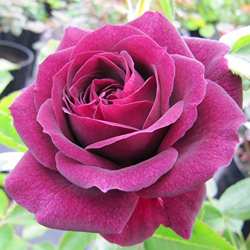 EBB Tide - 5.5lt Potted Floribunda Garden Rose Bush - Stunning Deep Purple Flowers, Fragrant