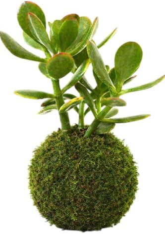 Planta Viva de Jade en Kokedama DECOALIVE para Interior