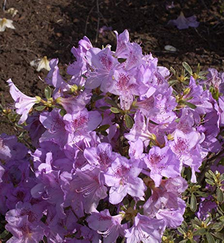 Japanische Azalee Ledikanense 15-20cm - Rhododendron obtusum - Zwerg Alpenrose - lebende Gartenpflanze aus den Baumschulen