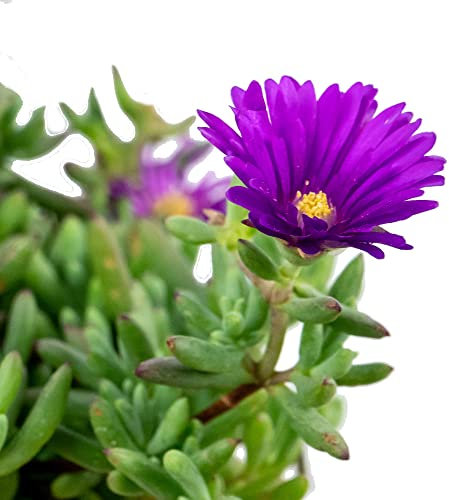Mesem - Mesembryanthemum - Planta Rastrera Natural Suculenta Elegante Ideal para el Exterior de la Casa