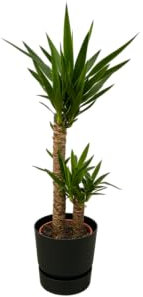 Trendyplants – Yucca – 100 cm – Ø 21 cm con elho Greenville rotondo nero Ø 24 cm x 23 cm