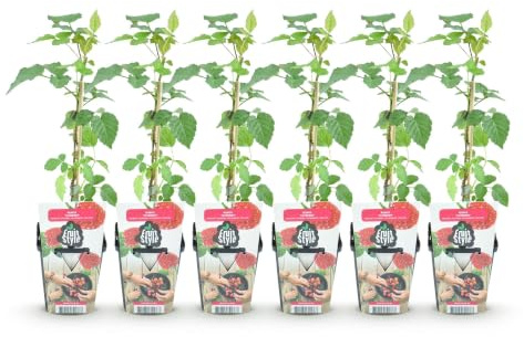 GreenboutiQ - Plantes fruitières - Myrtille - Vaccinium corymbosum Bluegold - Rustique - 6 Plantes - Pot 9 cm - Myrtille