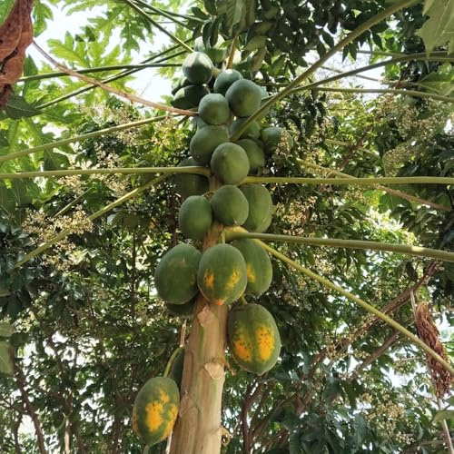 Semi di banana indiana,frutto colonnare resistente giardino to,regali per gli amanti del giardino decorativo,facile da piantare coltivazione,decorazione 20pcs