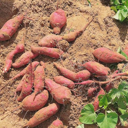 semillas de batata - jardín en el balcón decoración de sala estar resistentes en orgánico interior exóticas Decoraciones jardín exteriores variedades 20pcs