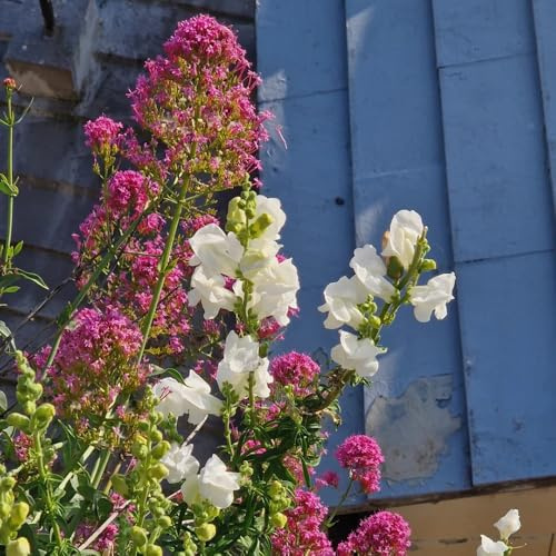 Semi di valeriana biologici, biologici Valeriana officinalis, resistenti per il giardino per giardino di aromatiche giardino semi di selvatiche 120pcs