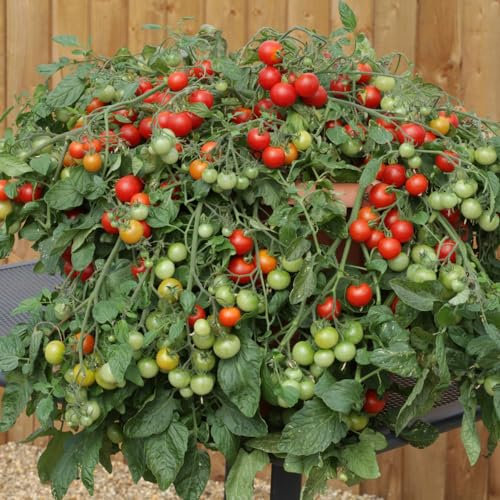 Cherry Tomato 'Red Profusion'. Plug Plant x 5. Grow Your own Tomatoes, Ideal for Hanging Baskets. Available from Bedwen Plants